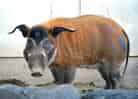 動物図鑑・アカカワイノシシ 4